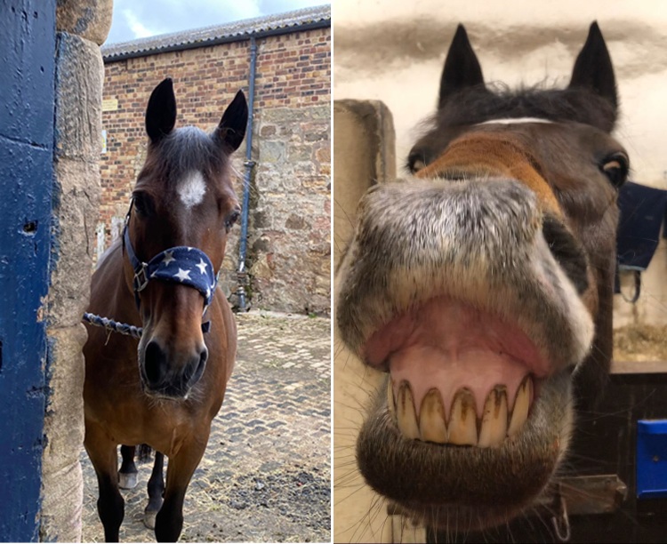 Thornton Rose RDA pony called Rinca
